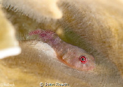 The red eye from LA by John Roach 